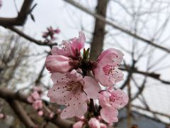 -望湖烤鱼