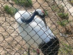 -石家庄市动物园