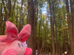 -上海共青森林公园