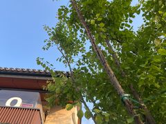 -弗兰克牛排西餐厅 Galla R By Ribone(上海首店)