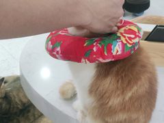 -喵园·猫主题咖啡厅·撸猫·猫咖(国贸店)