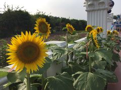 -广州花之恋城堡酒店