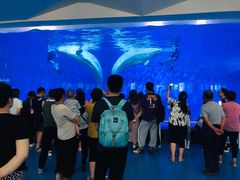 -泉城欧乐堡海洋极地世界