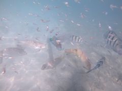 -东姑阿都拉曼海洋公园