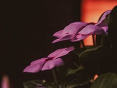-维乐口腔医院(星海湾分院)