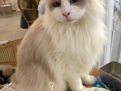 -共舞时光猫咖·狗咖(新街口店)