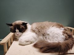 -安格丽娜·狗咖·猫咖羊驼咖(春熙路百盛商场店)