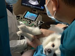 -安安宠医·安宠宠物医院