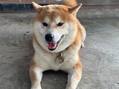 -柴犬高等学院·狗咖·柴犬售卖·宠物训练