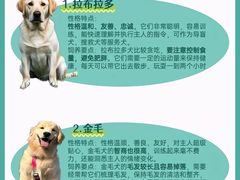 -翊宠yipet猫狗购宠庄园