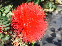 -瑞丽独树成林风景区