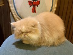 -more than meow吴止猫主题餐厅(承德 中船汇店)