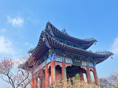 -梅花山(明孝陵内)