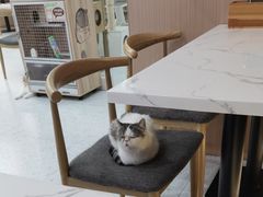 -喵园·猫主题咖啡厅·撸猫·猫咖(国贸店)