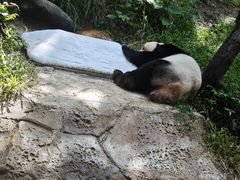 -广州长隆野生动物世界