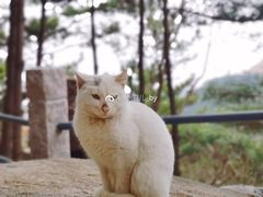 -崂山仰口游览区