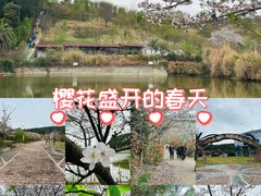 -绵阳盛世樱花悠乐谷