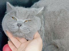 -小叮当动物医院·骨科·眼科