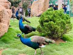 -西霞口神雕山野生动物世界