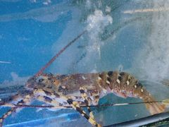 -阿弟特色海鲜餐厅·大排档(平潭店)