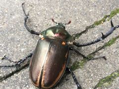 -江西阳明山国家森林公园