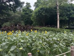 -顺峰山公园