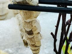 瀨尿蝦刺身-嘉升大排档(番禺总店)