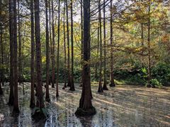 -桤木河湿地公园