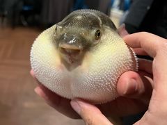 -肆月河豚·新淮扬(金融街店)