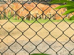 -北京麋鹿生态实验中心