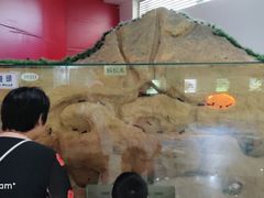 -上海大自然野生昆虫馆(东方明珠·爬宠昆虫探索中心)