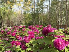 -洛阳市隋唐城遗址植物园