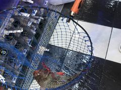 -旅南活海鲜-屏东(墾丁海鮮，海鮮餐廳，墾丁團體合菜，平價熱炒，墾丁熱炒店，活海鮮推薦，在地海鮮餐廳)