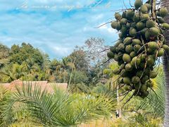 -中国科学院西双版纳热带植物园