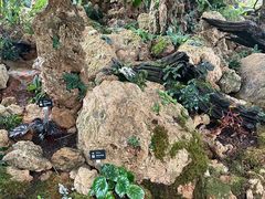 -昆明植物园