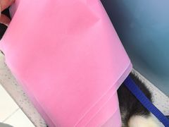 -北京观赏动物医院·24小时大型综合·猫专科·异宠专科