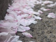 -春风习习