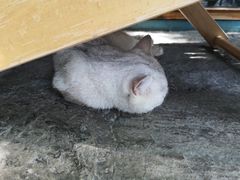 -喵屿·大理花园猫咖