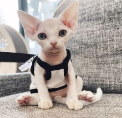 -Oasis Beauty水磨坊科技美肤中心