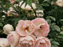 -人民公园(罗湖区)