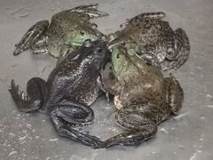 -粤凤佬