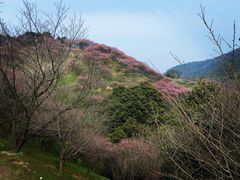 -新建村梅花