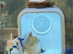 -momokira米努特·德文卷毛猫·棉花面纱犬