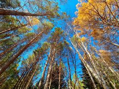 -塞罕坝国家级自然保护区