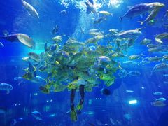 -华夏文旅海洋公园