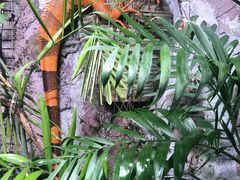 -上海大自然野生昆虫馆(东方明珠·爬宠昆虫探索中心)