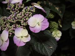 门口处的鲜花-二酉书店TOYOU BOOKS