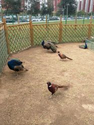 -萌宠亲子动物乐园(槐房万达店)