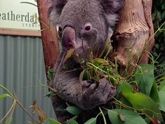 -费瑟代尔野生动物园