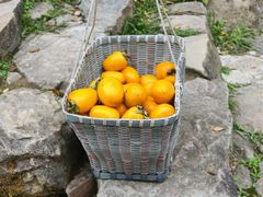 -杨家堂村